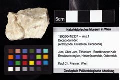 Foto (Objket + Etiketten) von Decapoda indet. 